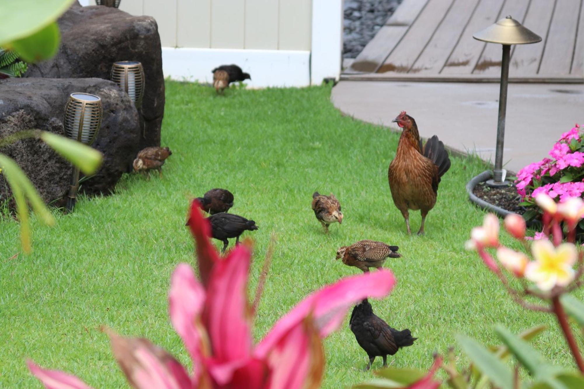 New 4 Bedroom Home With Ocean And Gorgeous Mountain Views In The Gated Community Of Mauna Olu Waianae Exterior photo